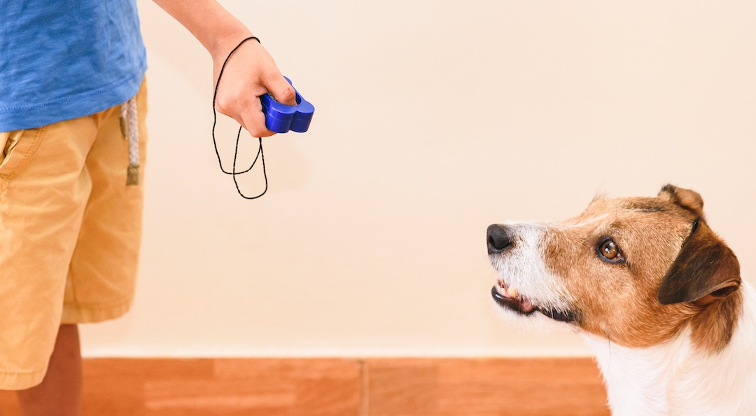 Using a clicker to train 2024 your puppy